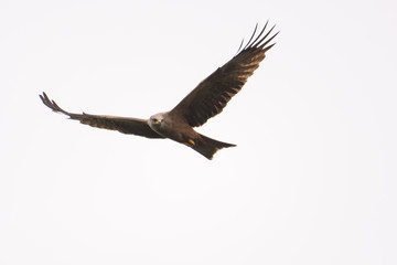 Black kite looking for prey while soaring in the sky