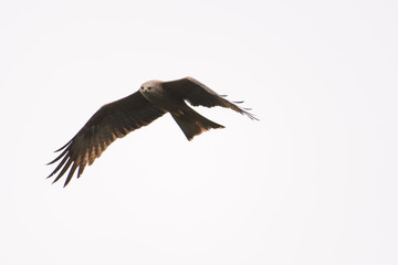 Black kite looking for prey while soaring in the sky