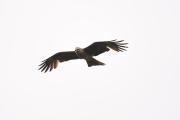 Black kite looking for prey while soaring in the sky