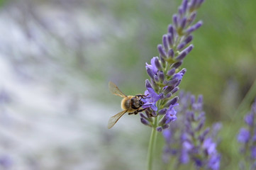 Bee feeding on lavender flower