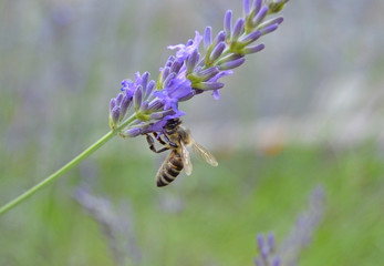 Bee feeding on lavender flower