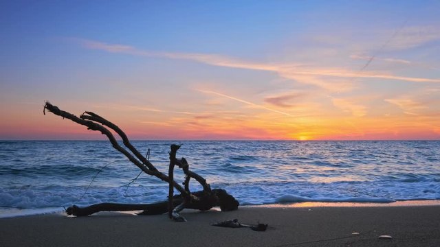 Оld wood trunk snag in water at tropical beach on beautiful sunset