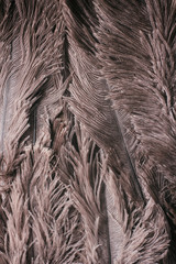 Ostrich feathers texture background. Close-up details. Vertical.