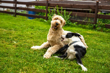Two dogs playing on the grass in garden.