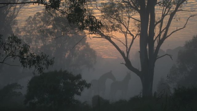 Beautiful sunrise in the Australian outback with a pair of horses standing staning like ghosts in the dawn mist