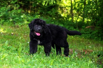 Black puppy of Newfoundland dog.