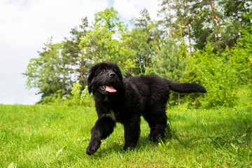 Cute Newfoundland puppy.