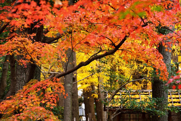 日本庭園のカラフルな秋の紅葉