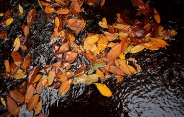 水面に浮かぶカラフルな秋の落ち葉