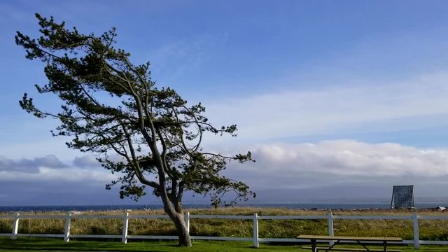 A tree dances in the wind at Dungeness Spit in Sequim Washington