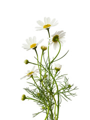 Daisy flowers bouquet