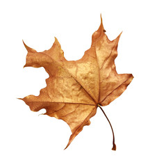 Dry autumn maple leaf painted with gold