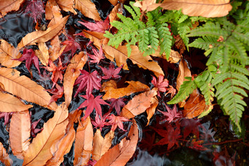 水面に浮かぶカラフルな秋の落ち葉