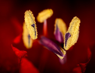 amaryllis Blütenkelch Detail