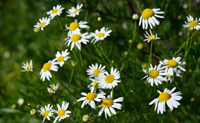 Bright blooms of daisies