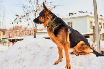 Dog German Shepherd in a city in a winter