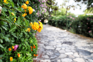 Fototapeta na wymiar Flower near walking path in a garden for relax time