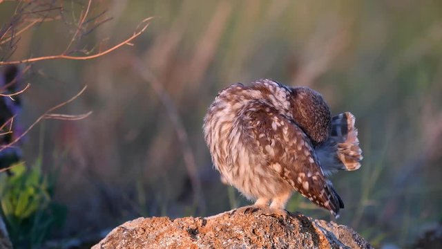 Owls. Young little Owls (Athene noctua) sits on a rock in the soft evening light and brushes its feathers.