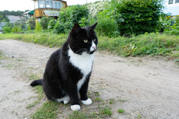 A black and white cat sits on a trail on a summer day. Close-up. Portrait of a cat black and white color