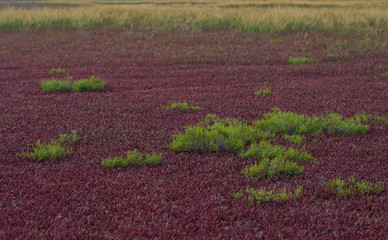 steppe vegetation in place of the dried sea estuary