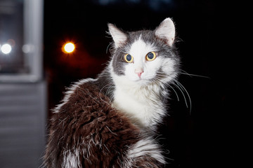 Black and white pet cat outdoor and black background