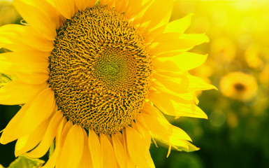 Sunflower field at sunset close up. Beautiful nature summer background for posters, seasonal cards, blogs