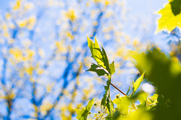 branch of a tree in spring