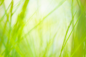 Green bright grass background