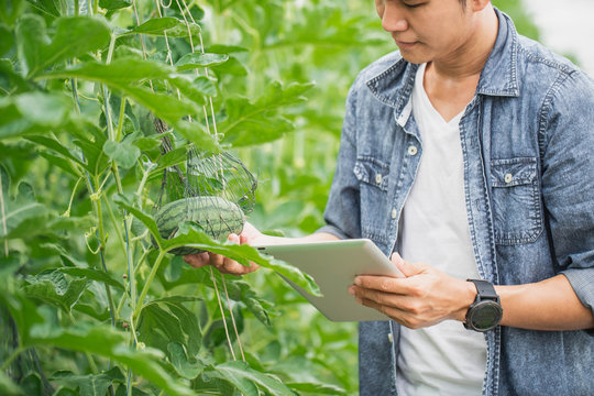 Smart Farming, Using Modern Technologies In Agriculture. Man Agronomist Farmer With Digital Tablet Computer In Green House Of Melon Farm.