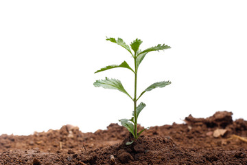 Green sprout growing out from soil isolated on white background