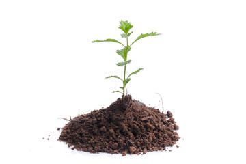 Green sprout growing out from soil isolated on white background