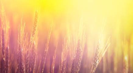 Organic wheat field at golden sunrise beams for your product presentation in agricultural and food industry. Wheat ears in soft sunlight - blurred background with harvest of cereal on a farmland.