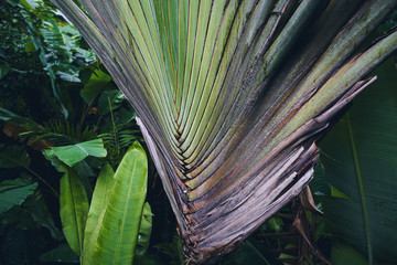 Close-up of a palm leaf in tropical rainforest, Botanic Gardens.
