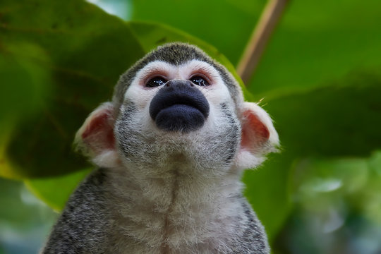 Gl&uuml;cklicher Affee