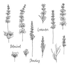 Set of hand drawn sketch of Lavender flower and cute bows isolated on white background. France provence retro pattern for romantic fresh design concept. Natural lavander © zzayko