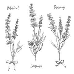 Set of hand drawn sketch of Lavender flower and cute bows isolated on white background. France provence retro pattern for romantic fresh design concept. Natural lavander © zzayko