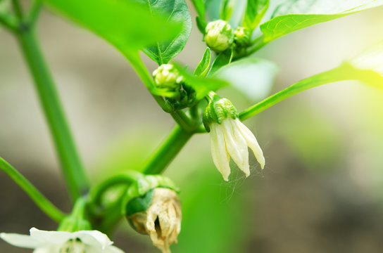 Cultivation of bell peppers in a greenhouse. - Image