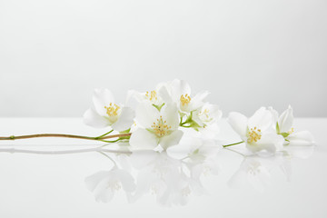 fresh and natural jasmine flowers on white surface
