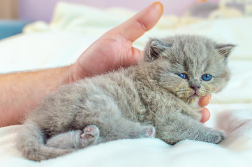 Fototapeta na wymiar little kitten in a hand