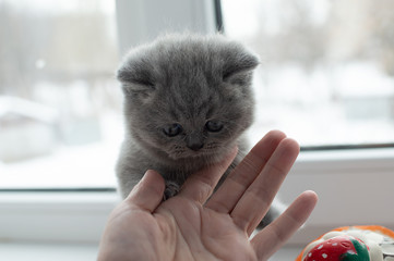 little fluffy kitten playing