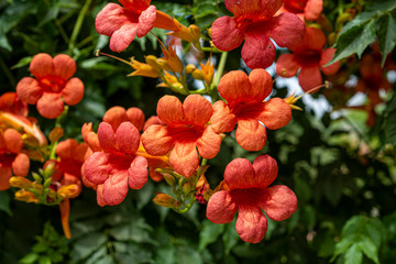 Beautiful flowers of the trumpet vine or trumpet creeper-Campsis radicans