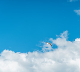 Beautiful white seagull flying against the blue sky and white clouds, freedom and flight concept