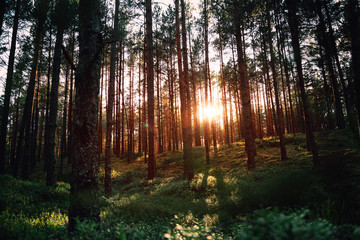 Beautiful landscape, sunset in the dense pine forest, the beauty of northern nature