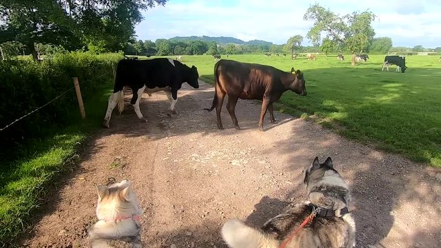Huskies herding cows off a track