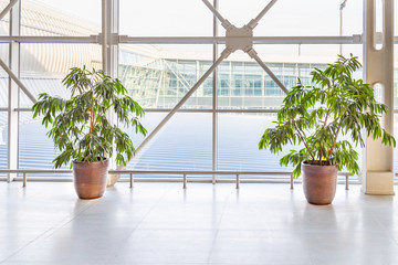 Decorative plant trees in pots at the modern airport or office building.