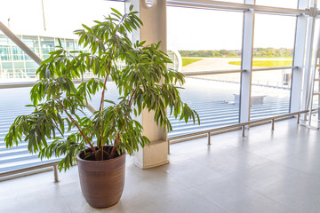 Decorative plant trees in pots at the modern airport or office building.