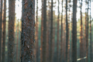 trunk of a young pine on the background of the forest, landscape minimalism