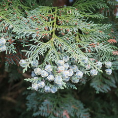 ripe seeds on branches of a life tree, thuja hedge