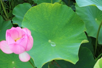 風景　蓮池　大賀ハス　水滴　夏　梅雨の頃　茨城