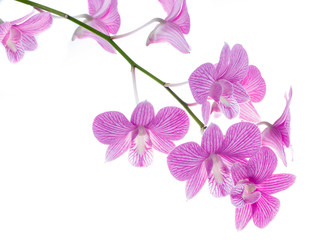 Obraz premium pink orchid flowers isolated on white background